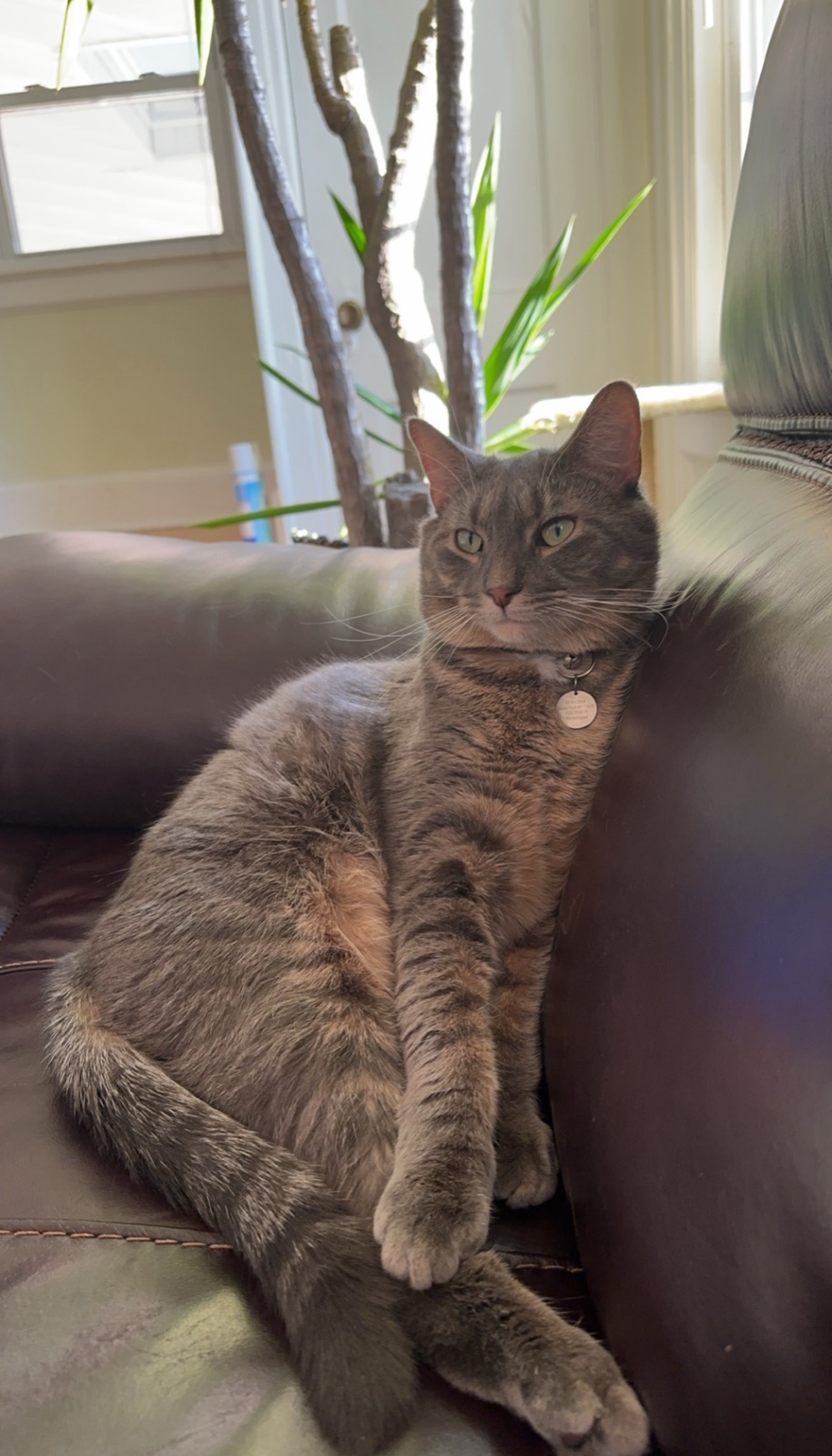 Donatello, a grey tabby cat, sitting upright on a leather couch