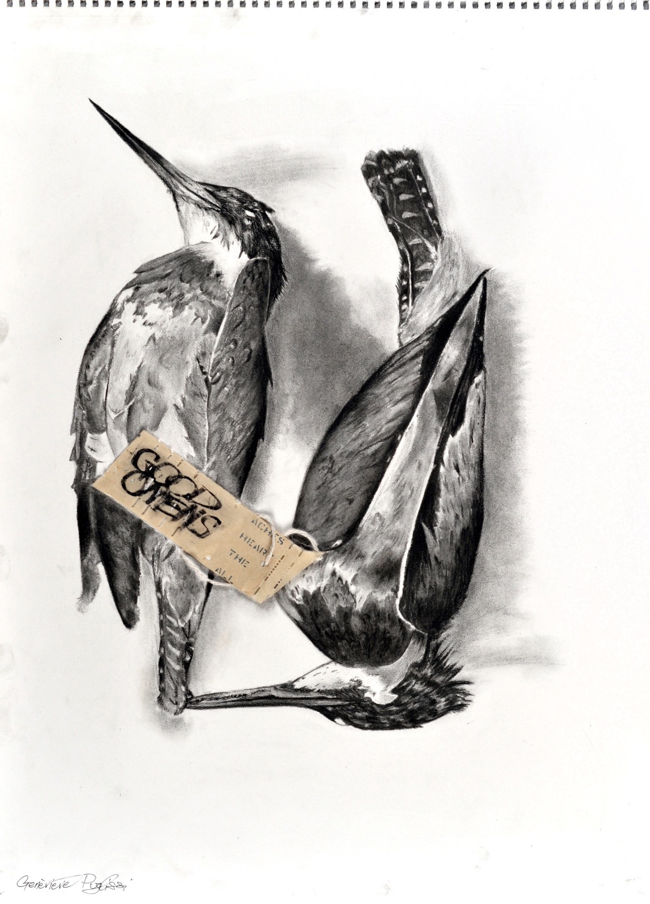 Good Omens: graphite drawing of two kingfishers, one tagged, rendered in fine detail